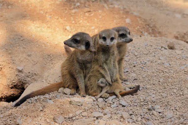 Tiger nut (Suricata suricatta), adult, group, three adults, juvenile, newborn, baby, social