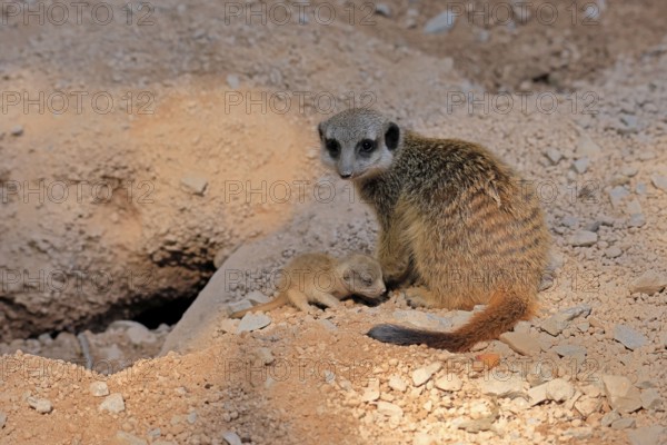 Tardigrade (Suricata suricatta), adult, juvenile, newborn, baby, female, mother with juvenile,