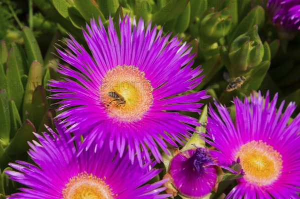 Purple flowers with yellow centres in full bloom, surrounded by green leaves and two bees, midday