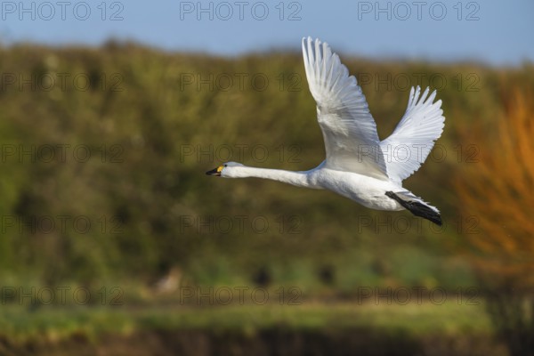 Tundra Swan, Bewick's Swan, Cygnus columbianus in flight at winter in Slimbridge, England, United