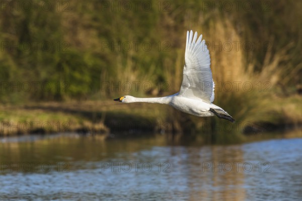 Tundra Swan, Bewick's Swan, Cygnus columbianus in flight at winter in Slimbridge, England, United