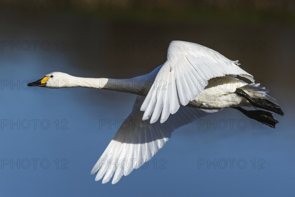 Tundra Swan, Bewick's Swan, Cygnus columbianus in flight at winter in Slimbridge, England, United