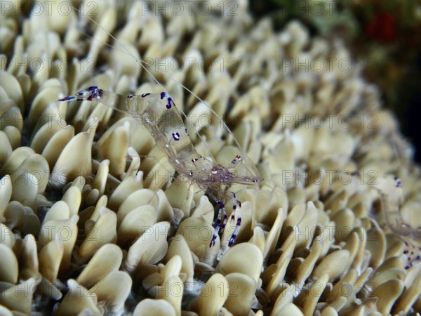Transparent Saravati anemone partner shrimp (Ancylomenes sarasvati) on dense structure of beige