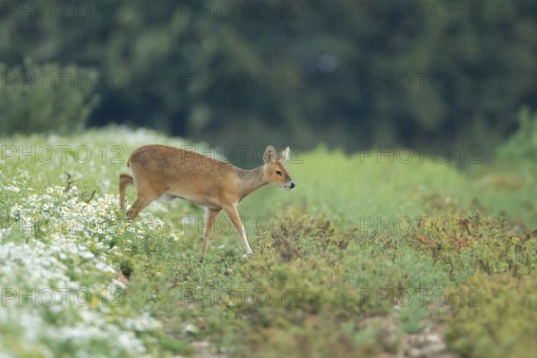 Chinese water deer (Hydropotes inermis) adult animal walking across a farmland field, England,