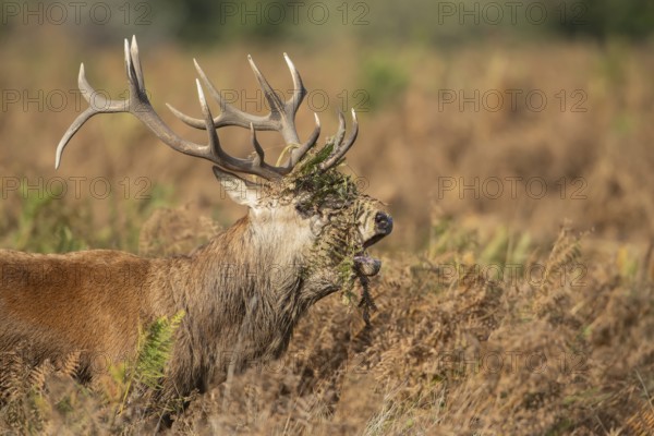 Red deer (Cervus elaphus) adult male stag roaring during the rutting season in autumn with Bracken