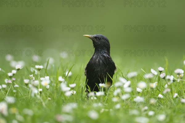 Common or European starling (Sturnus vulgaris) adult bird on a garden grass lawn with daisy