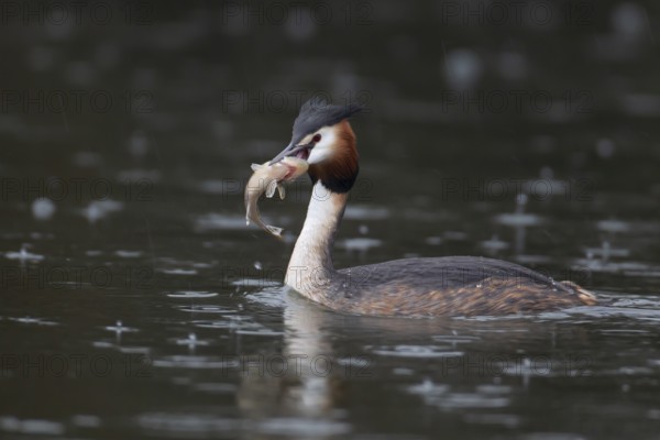 Great crested grebe (Podiceps cristatus) adult bird on a lake with a Bullhead fish in its beak,