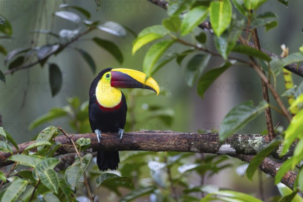 Golden-throated Toucan (Ramphastos ambiguus), Toucans (Ramphastidae), Laguna del Lagarto Lodge,