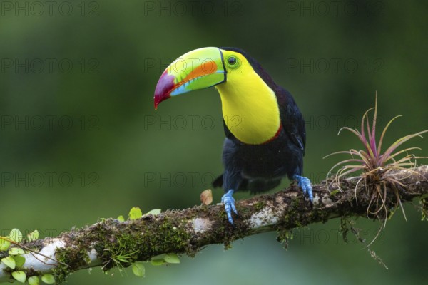 Fishing Toucan (Ramphastos sulfurantus), Toucans (Ramphastidae), Laguna del Lagarto Lodge,