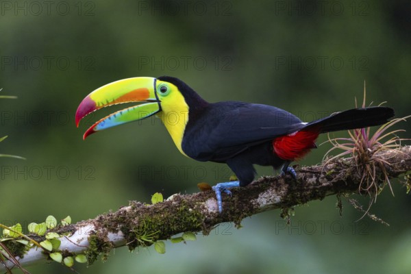 Fishing Toucan (Ramphastos sulfurantus), Toucans (Ramphastidae), Laguna del Lagarto Lodge,