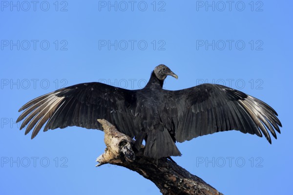 Raven Vulture (Coragyps atratus), adult, alert, on tree, perch, spreading wings, Merritt Island,