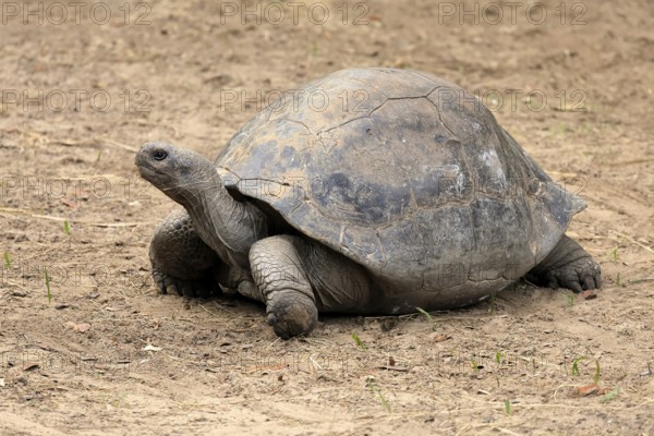 Galapagos giant tortoise (Chelonoidis niger), adult, foraging, captive, Galapagos Islands, Ecuador,