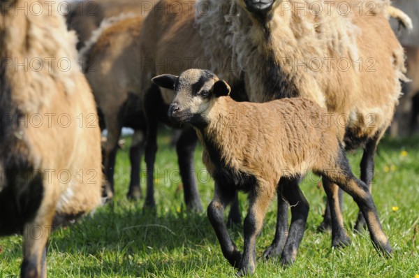 A brown lamb in the middle of a flock of sheep on a green meadow, Cameroon sheep (Ovis gmelini
