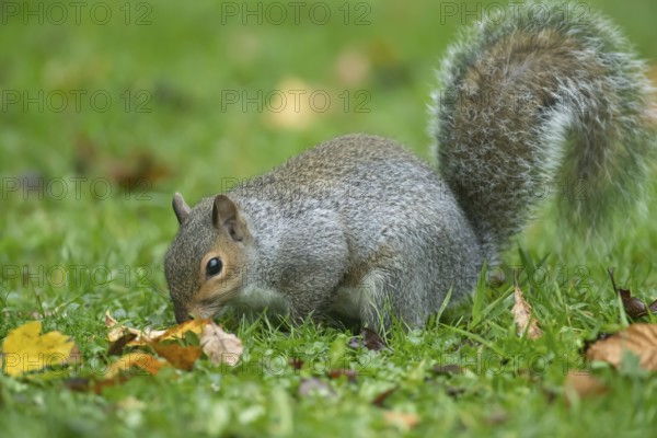 Grey squirrel (Sciurus carolinensis) adult animal searching for food on a garden grass lawn in the