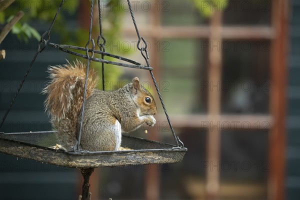Grey squirrel (Sciurus carolinensis) adult animal feeding on seeds on an urban hanging garden bird