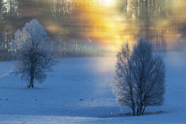 Birches (Betula), birch family (Betulaceae), sunlit veil of mist in spectral colours, winter,