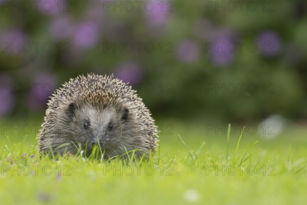 European hedgehog (Erinaceus europaeus) adult animal on a garden grass lawn in summer, England,