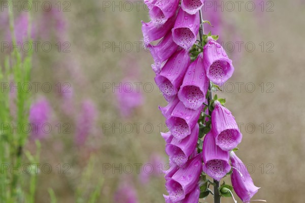 Common foxglove (Digitalis purpurea), flowers, from the plantain family, highly toxic, deadly