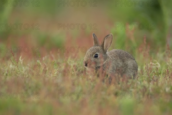 Rabbit (Oryctolagus cuniculus) wild juvenile baby animal in grassland with red summer flowers,