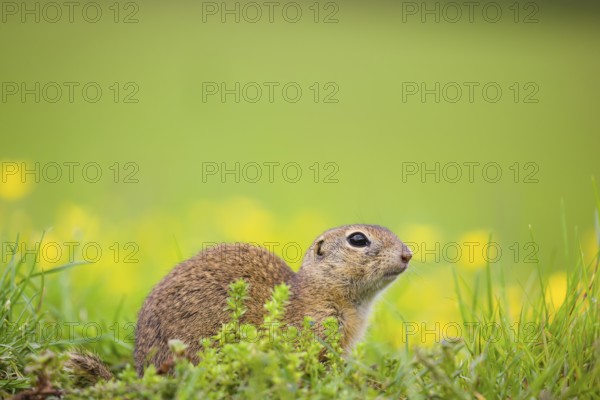 An adult European ground squirrel (Spermophilus citellus) or European souslik sits in green gras
