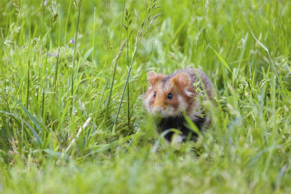 A European hamster (Cricetus cricetus), Eurasian hamster, black-bellied hamster or common hamster,