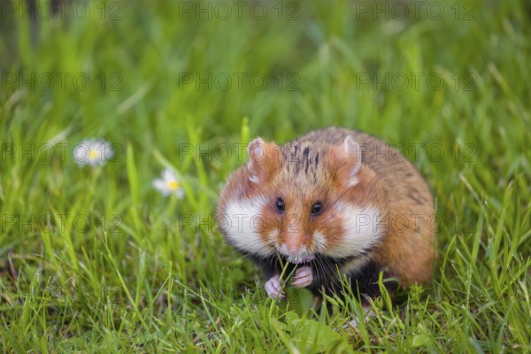 A European hamster (Cricetus cricetus), Eurasian hamster, black-bellied hamster or common hamster,
