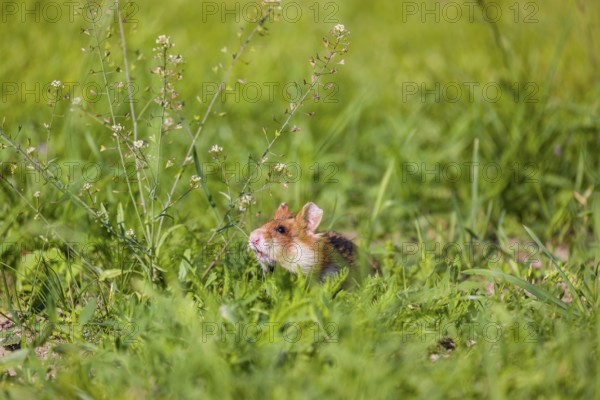 A European hamster (Cricetus cricetus), Eurasian hamster, black-bellied hamster or common hamster,