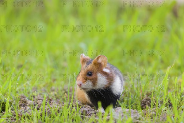 A European hamster (Cricetus cricetus), Eurasian hamster, black-bellied hamster or common hamster,