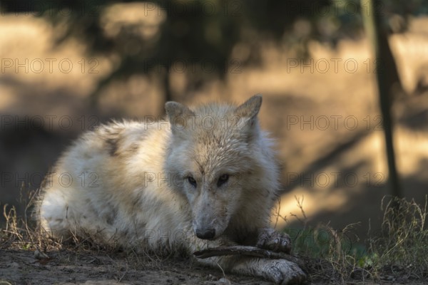 One Arctic wolf (Canis lupus arctos) lying on the forest floor, chewing on a bone. Green vegetation