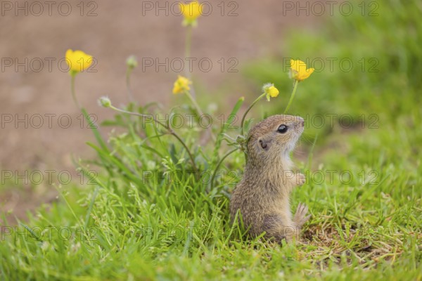 A young European ground squirrel (Spermophilus citellus) or European souslik sits in green gras