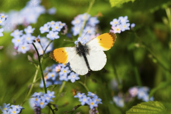 Orange-tip, Orange Tip, (Anthocharis cardamines), male butterfly, feeding on For-get-me-not flowers