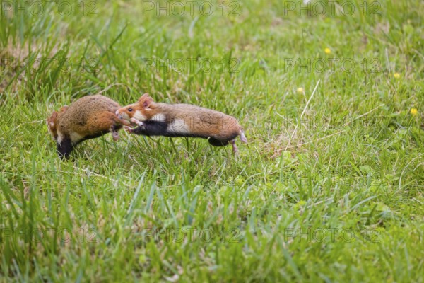 Mating season. Two European hamster (Cricetus cricetus), Eurasian hamster, black-bellied hamster or