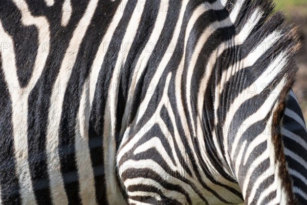 The zebra has a black and white striped pattern on its back. The stripes are very close together,