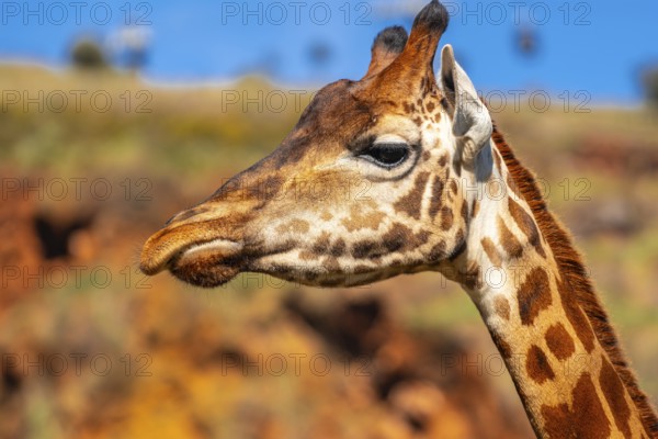 A giraffe with a long neck and brown spots is standing in front of a rocky hill. The giraffe's head
