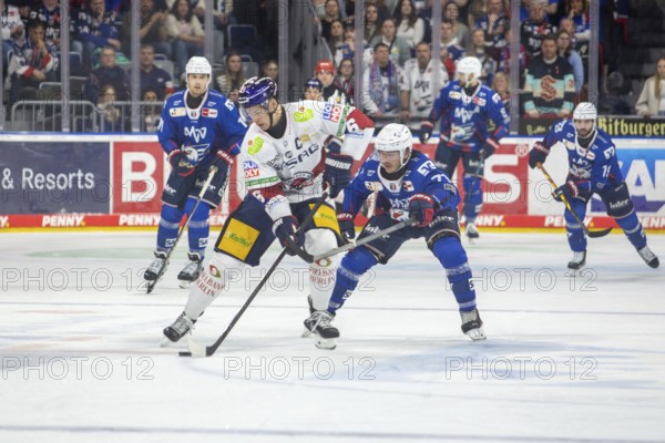DEL, German Ice Hockey League season 2024/25, matchday 52: Adler Mannheim vs Eisbären
