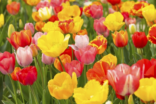 Colourful blooming tulips (tulpia) in a field for self-cutting flowers in Katzenberg, Nossen,