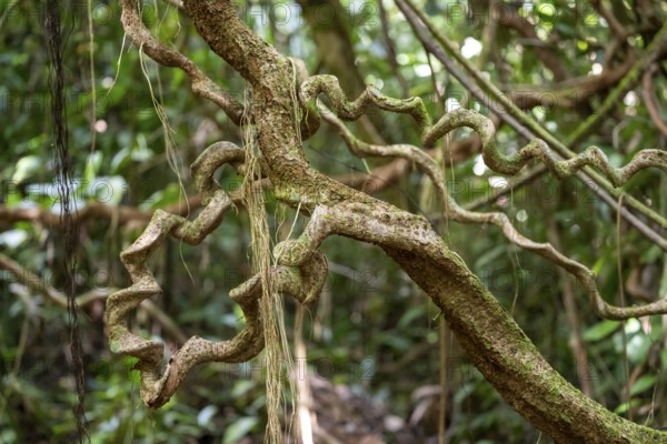 Lianas in the tropical rainforest, Corcovado National Park, Osa, Puntarena Province, Costa Rica,