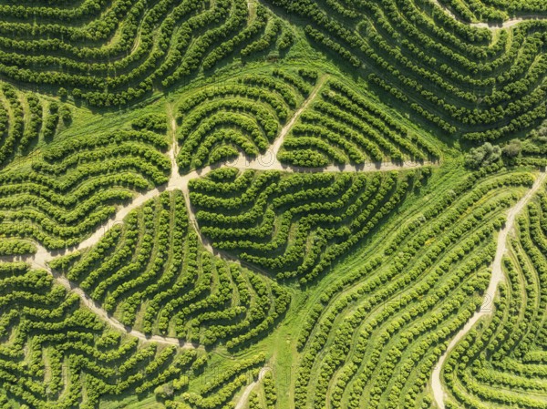 Cultivated orange trees (Citrus sinensis) and network of agricultural roads. Aerial view. Drone