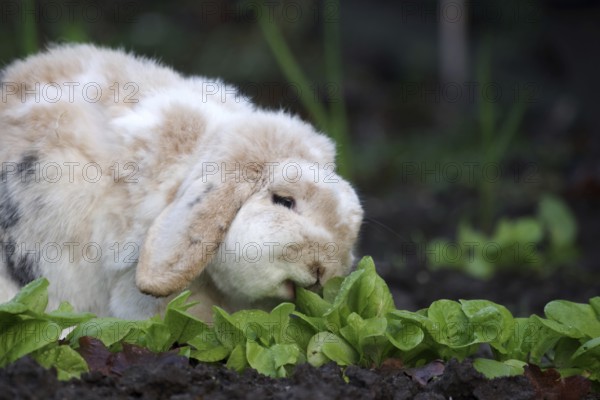 Rabbit (Oryctolagus cuniculus domestica), ram rabbit, floppy ears, lettuce, hunger, In the garden