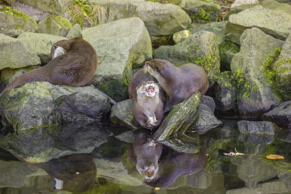 Three oriental small-clawed otter or Asian small-clawed otter (Aonyx cinerea) are standing on a