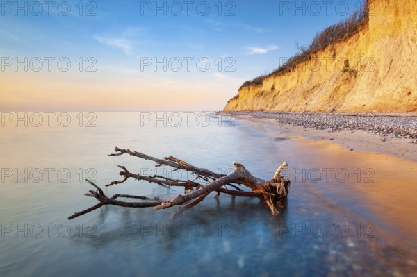 The high shore in the evening light, driftwood on the beach with pebbles, cliffs near Ahrenshoop,
