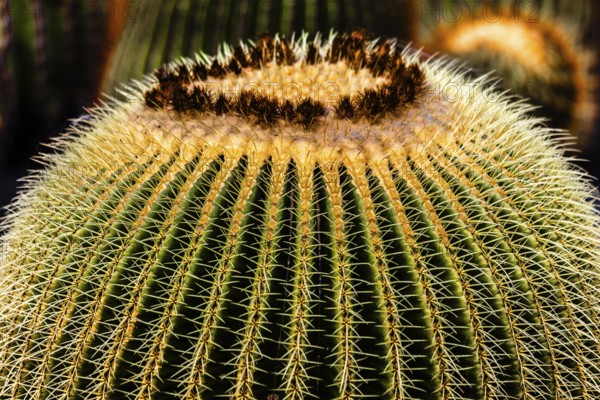 2016, Guatiza, Lanzarote, Jardin de Cactus by Cesar Manrique, ESP, Spain, Canary Islands, Canary