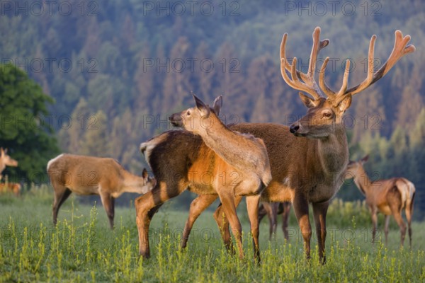 An Altai maral stag, Altai wapiti or Altai elk (Cervus canadensis sibiricus) and some grazing hinds