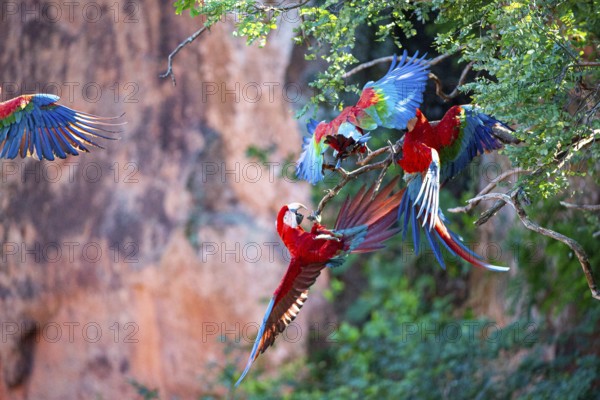 Red-and-green macaw (Ara chloropterus) Buraco das Araras Brazil