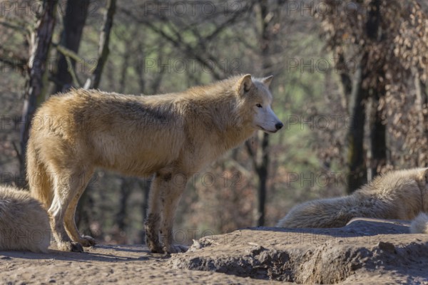 One Arctic wolf (Canis lupus arctos) standing on a rock on a sunny day. A leafless forest in the