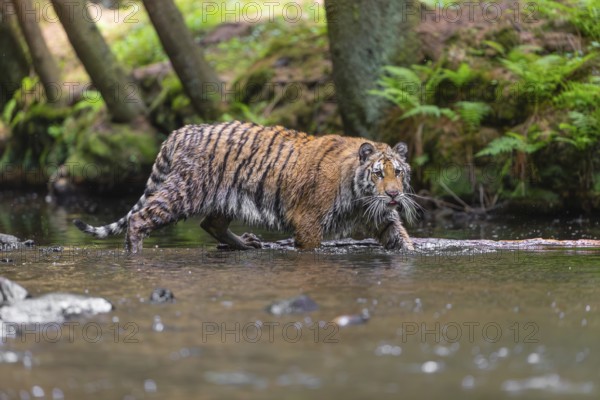 One young female Siberian Tiger, Panthera tigris altaica, walking thru the cool fresh water of a