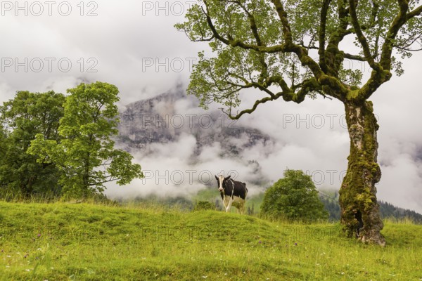 A cow stands under a Sycamore maple tree, Acer pseudoplatanus, in summertime. Mountains in the