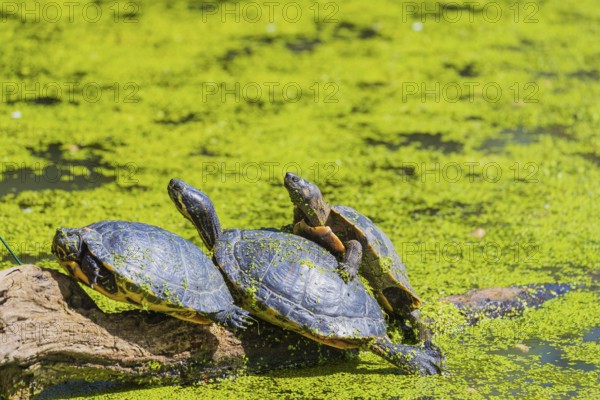 A group of red-eared slider (Trachemys scripta elegans)rests on logs lying in a pond covered with