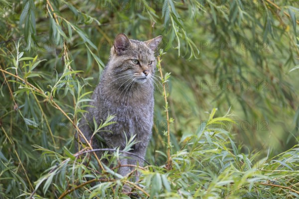 One European wildcat, Felis silvestris silvestris, sitting in a green weeping willow tree. Green