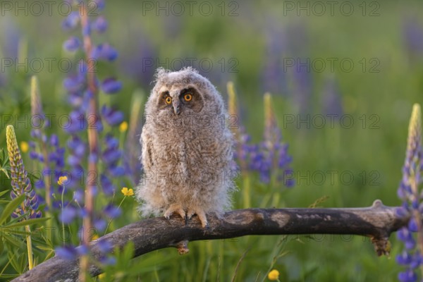 One young long-eared owl (Asio otus), sitting on a branch that is lying in a field of flowering